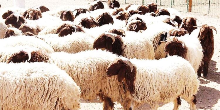 أضاحي العيد.. 5 خدمات مجانية تقدمها "الزراعة" للمواطنين  1 أضاحي العيد