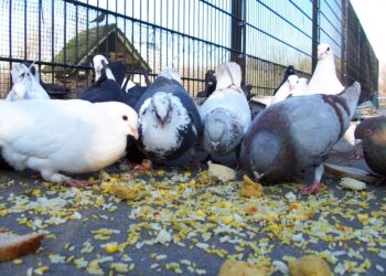 تربية الحمام