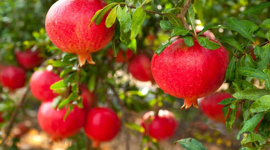 تطهير أشجار الرمان.. أفضل الطرق والمواد المُستخدمة لمعاملات ما بعد التقليم 1 محصول الرمان