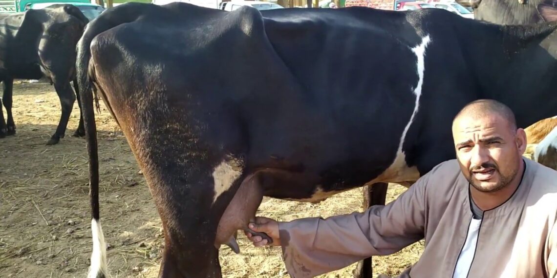 تغذية البقر الحلاب.. طريقة تحضير العليقة الصحية بـ"الورقة والقلم" 1 تحسين إنتاجية الألبان