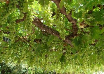 تكعيبة العنب