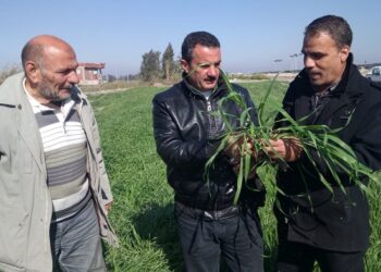 محصول الشعير