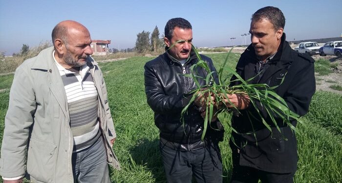 محصول الشعير.. مديرية الزراعة ببورسعيد تواصل حقولها الإرشادية 1 محصول الشعير