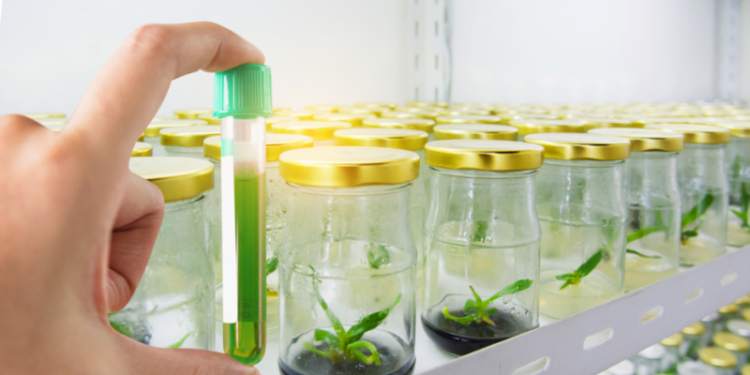 باحث يكشف دور البنك القومي للجينات في حفظ الأصول الوراثية النباتية والحيوانية 1 البنك القومي للجينات