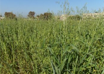 حشيشة الزمير