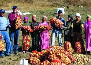 حصاد البطاطس