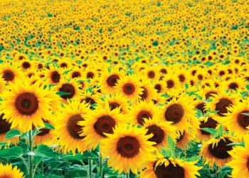 محصول زهرة الشمس