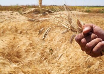 دودة الحشد الجياشة