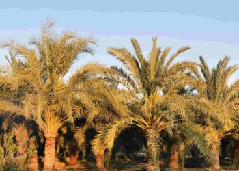 التمور