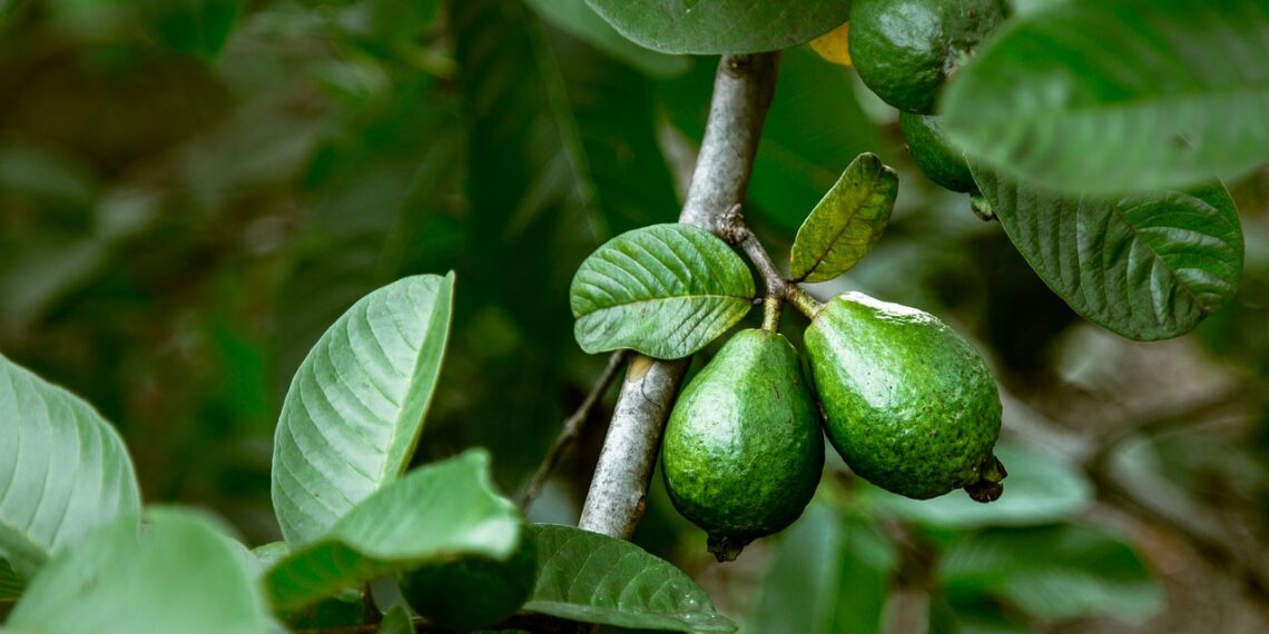 محصول الجوافة .. 5 توصيات هامة خلال يناير 1 محصول الجوافة