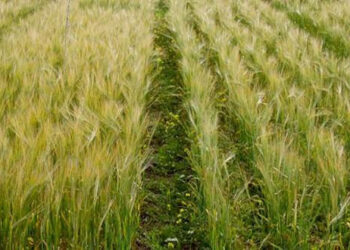 محصول الشعير