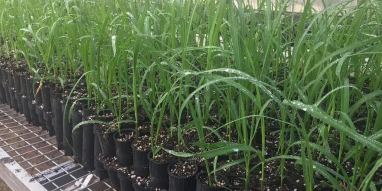 محصول قصب السكر