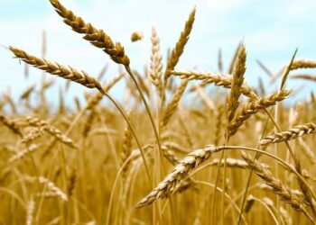 زراعة القمح والشروط الواجب اتباعها