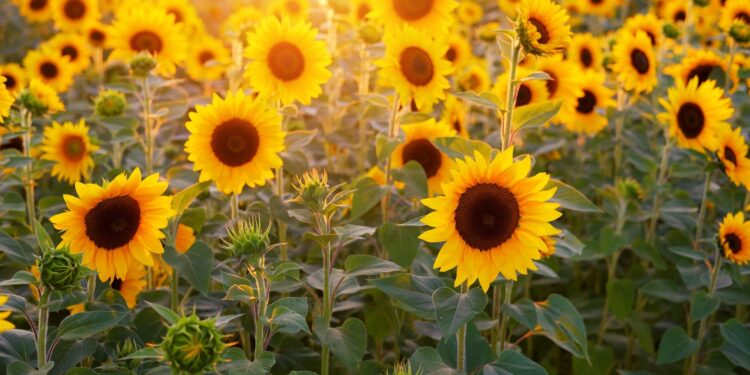 باحث يوضح فرص وفوائد التوسع في زراعة عباد الشمس بالوادي الجديد 1 محصول زهرة الشمس