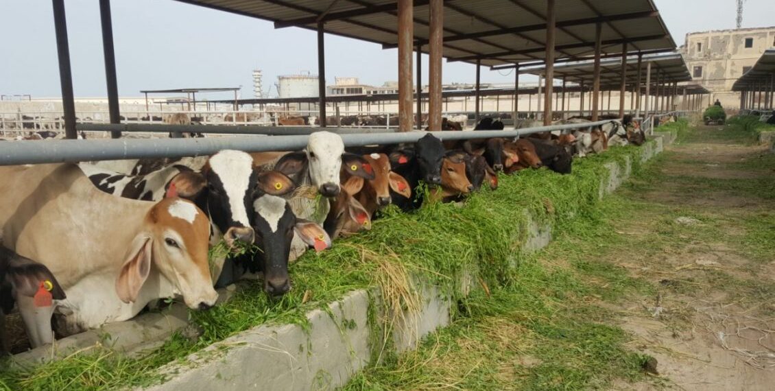 زيادة البرسيم في عليقة التسمين.. بين الإضرار بالحيوان وخسائر المُربين بـ"الأرقام" 1 زيادة البرسيم والعلف الخشن عن معدلاته.. خطايا صغار المربين