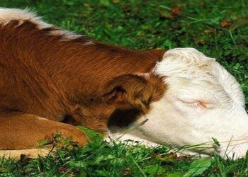 ساعات النوم