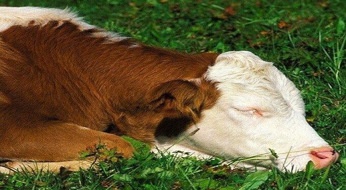 ساعات النوم