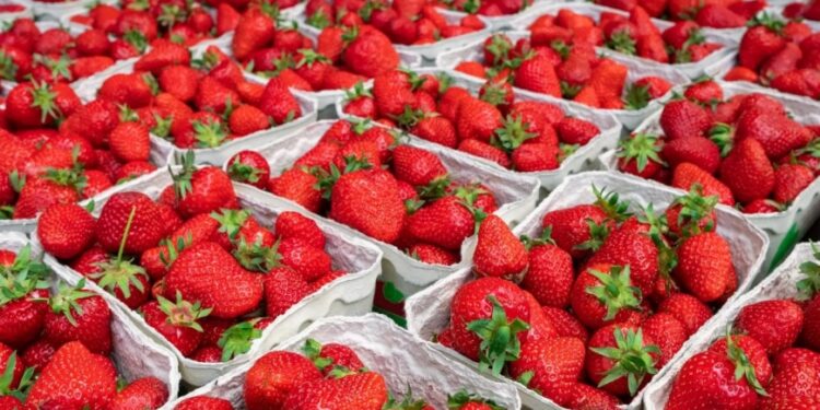 لإنقاذ صادرات الفراولة.. الزراعة تناشد "الطيران" بتوفير فراغات شحن جوي 1 فراغات شحن جوي