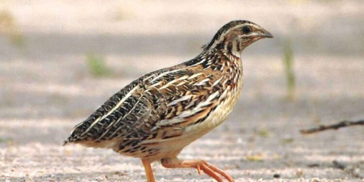 طيور السمان.. أفضل الشروط الواجب توافرها لمشروع واستثمار ناجح 1 طيور السمان