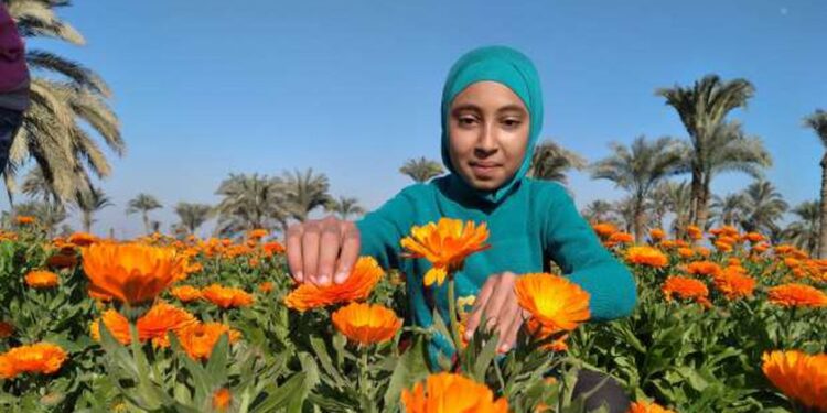 عباد القمر