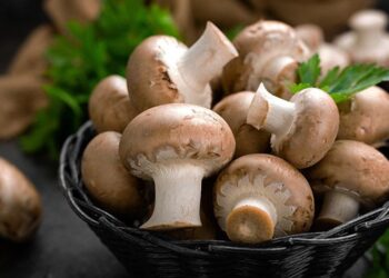 تقاوي عيش الغراب