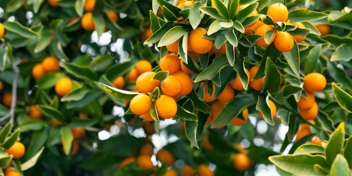 د. فاطمة محمد تكتب عن فاكهة البرتقال الياباني (الكمكوات) 1 فاكهة البرتقال الياباني