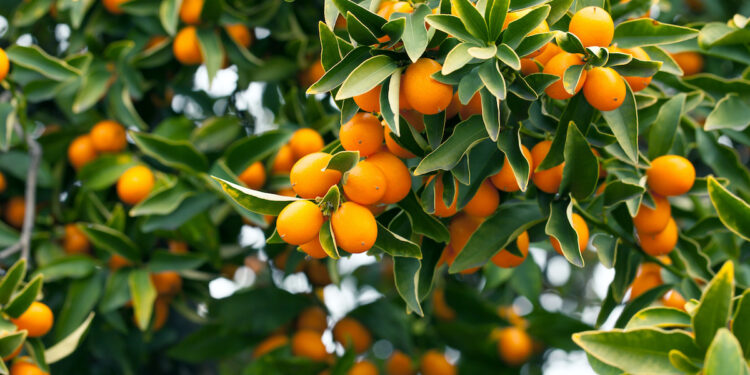 فاكهة البرتقال الياباني