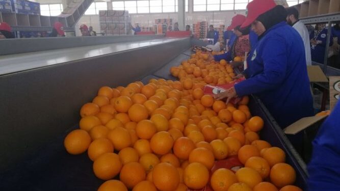 محاصيل الموالح.. أهميتها الاقتصادية وفوائدها الصحية 1 محاصيل الموالح
