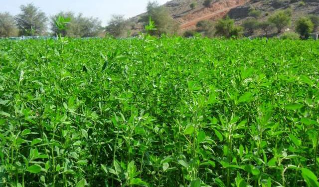 محصول البرسيم.. خطوات تجهيز الأرض للزراعة وفوائد بكتيريا العقدين 1 البرسيم