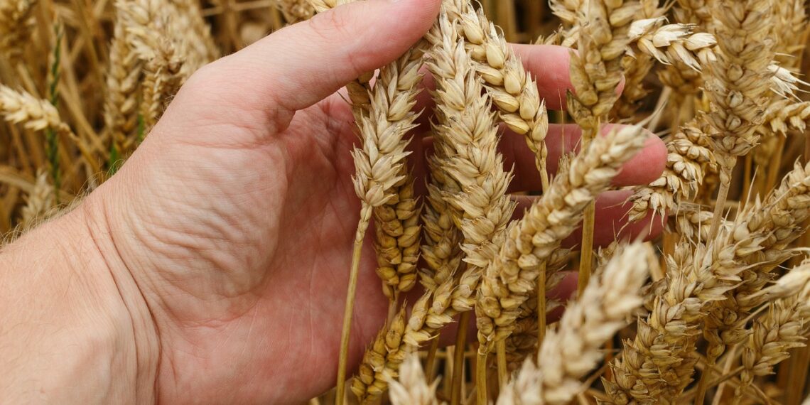 محصول القمح.. تعرف على الإجراءات الواجب اتباعها خلال سقوط الأمطار 1 محصول القمح