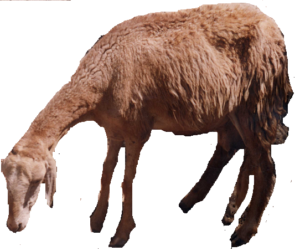سلالة أغنام الكانزي