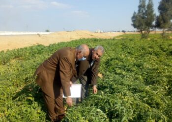 أمراض النباتات