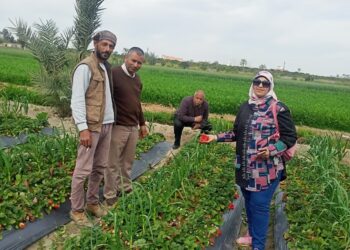 زراعات الفراولة