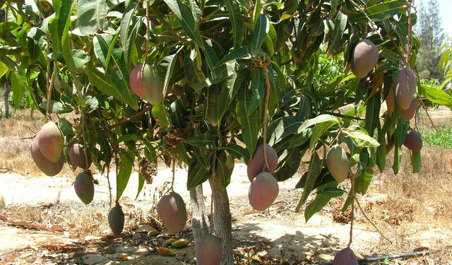 نشرة بالتوصيات الفنية لمزارعي محصول المانجو خلال شهر فبراير 1 المانجو