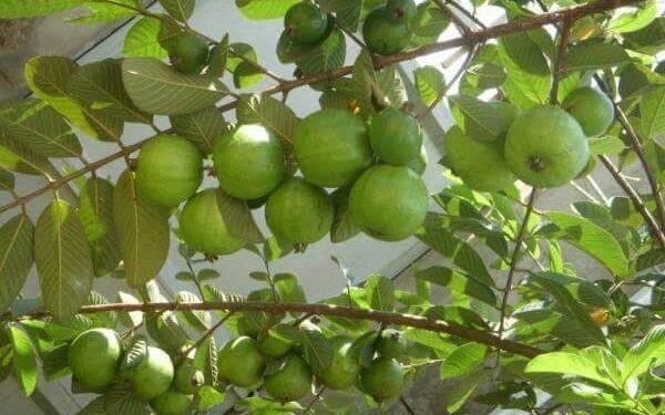 الجوافة.. تعرف على طرق مكافحة ذبابة الفاكهة 1 الجوافة