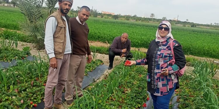 زراعات الفراولة بالإسماعيلية.. مركزية البساتين تقدم حزمة توصيات فنية وعلاجية 1 زراعات الفراولة