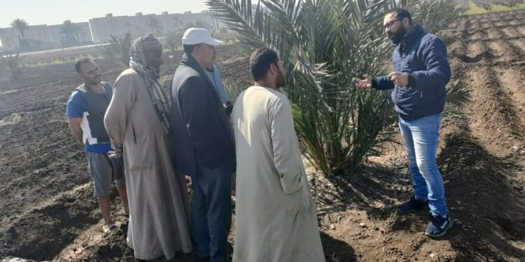 المركزي لأبحاث النخيل يعقد مدرسة حقيلة للمزارعين بمركز مطاي 1 النخيل