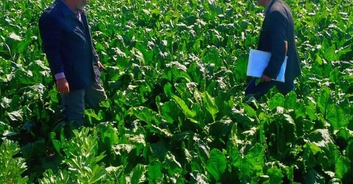 المركزية لمكافحة الآفات تتفقد الزراعات ببورسعيد 1 مكافحة الآفات