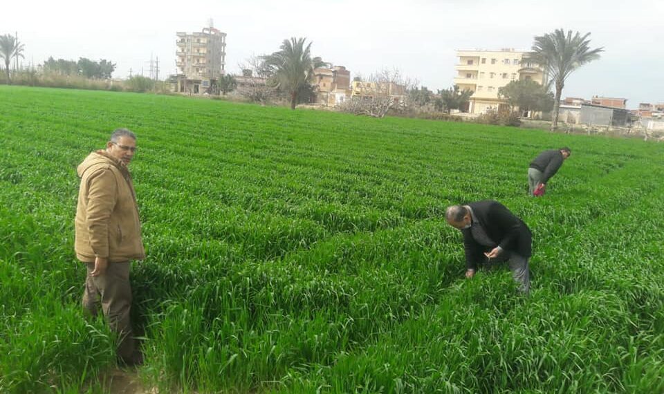 ندوة إرشادية لمحصول القمح بالإسكندرية 1 ندوة إرشادية