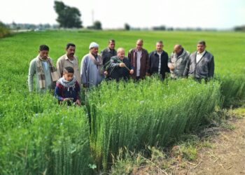 محصول الكتان