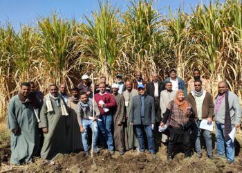 المحاصيل السكرية