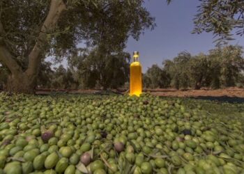 مهرجان الزيتون الأول