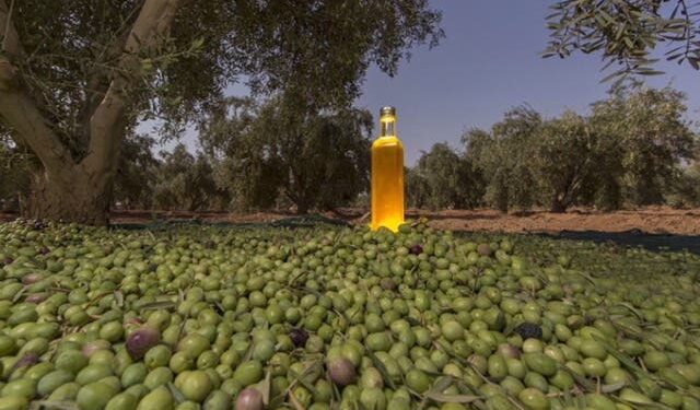 إقامة "مهرجان الزيتون الأول" في 26 و27 فبراير بمطروح 1 مهرجان الزيتون الأول