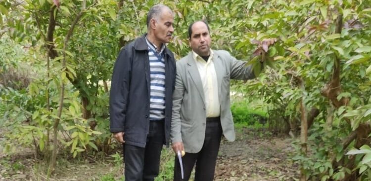 مركزية البساتين توجه 10 توصيات لمزارعي المعمورة لتفادي أثار الصقيع 1 مركزية البساتين توجه 10 توصيات لمزارعي المعمورة لتفادي أثار الصقيع