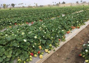 مركزية البساتين: محصول الفراولة الأقل تضررا من موجة الصقيع