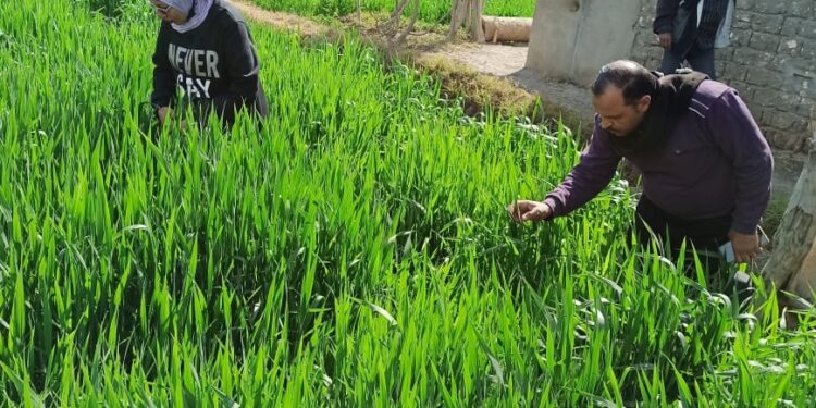 زراعة الفيوم تشدد على متابعة زراعات القمح لاكتشاف أي إصابات بدودة الحشد 1 زراعات القمح