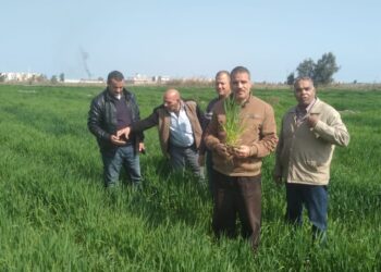 زراعة بورسعيد تنظيم يوم حقل لمحصول الشعير