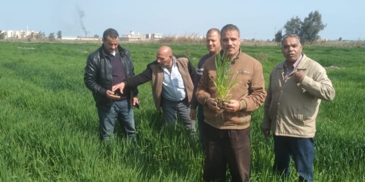 زراعة بورسعيد تنظيم يوم حقل لمحصول الشعير 1 زراعة بورسعيد تنظيم يوم حقل لمحصول الشعير