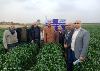 «الزراعة» تتابع محصول القمح تحت نظام الري الحديث في النوبارية