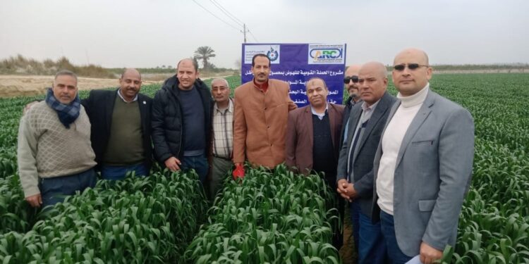 «الزراعة» تتابع محصول القمح تحت نظام الري الحديث في النوبارية